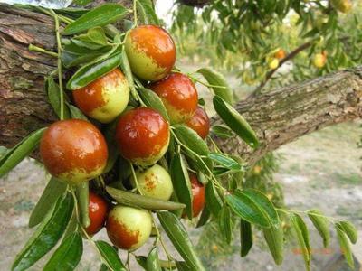 國內(nèi)最好吃的冬棗在哪?到這3個(gè)地方,保證你挑的棗個(gè)個(gè)脆甜好吃