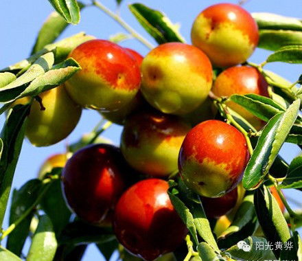 國慶節(jié)來黃驊這十幾種美食千萬別錯(cuò)過