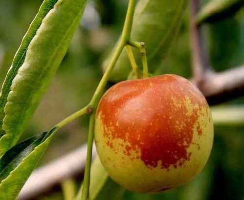 盛泰組織一場 魅力棗游 給您心情放個(gè)假