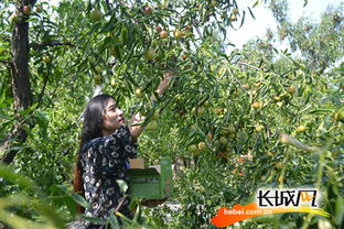 小長假有好去處 2017黃驊冬棗采摘旅游活動(dòng)啟動(dòng)